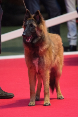 Lolita van der Haeghe