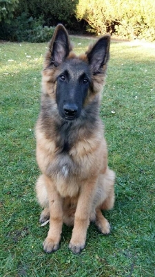 Luxor van der Haeghe