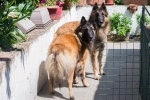 Houston et Kingston la rencontre