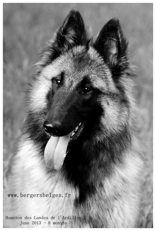 Houston — June 2013, 8 months