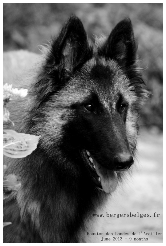 Houston — June 2013, 9 months