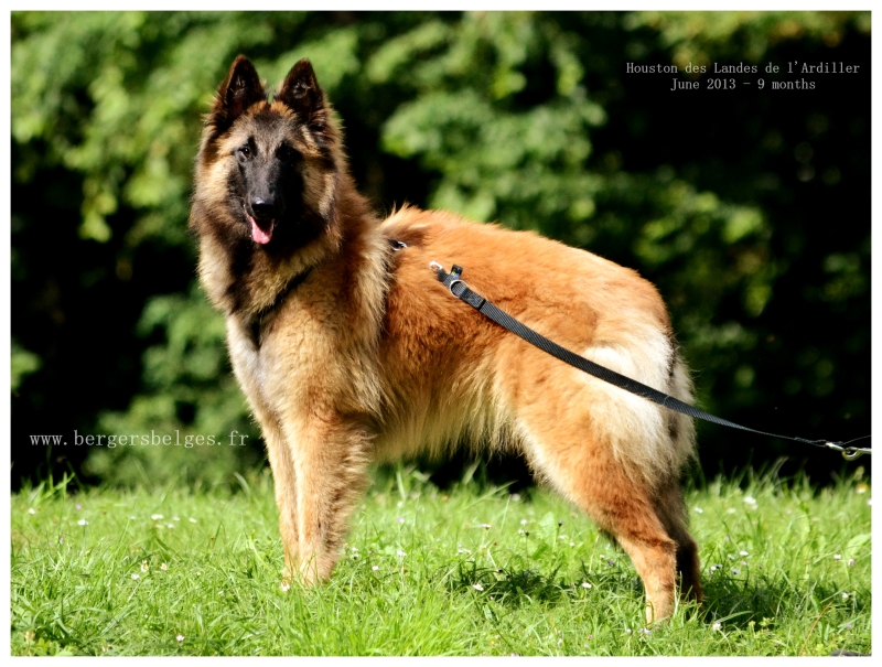 Houston — June 2013, 9 months