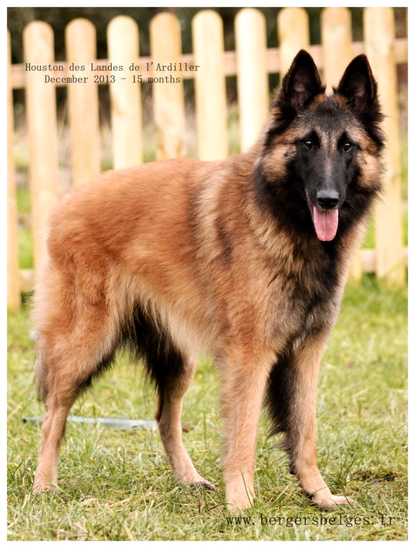 Houston — December 2013, 15 months