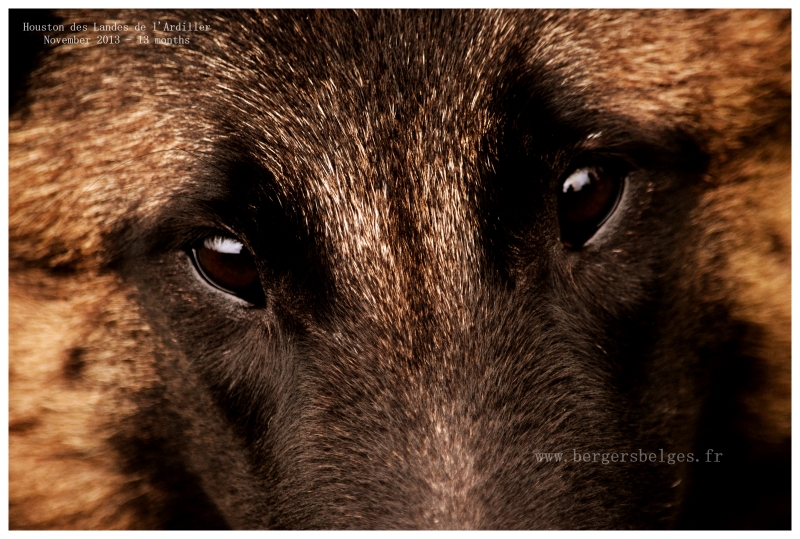 Houston — November 2013, 13 months