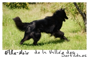 Elfe-Noir de la Vallee des Sortileges
