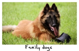 Tervuerens van der Haeghe